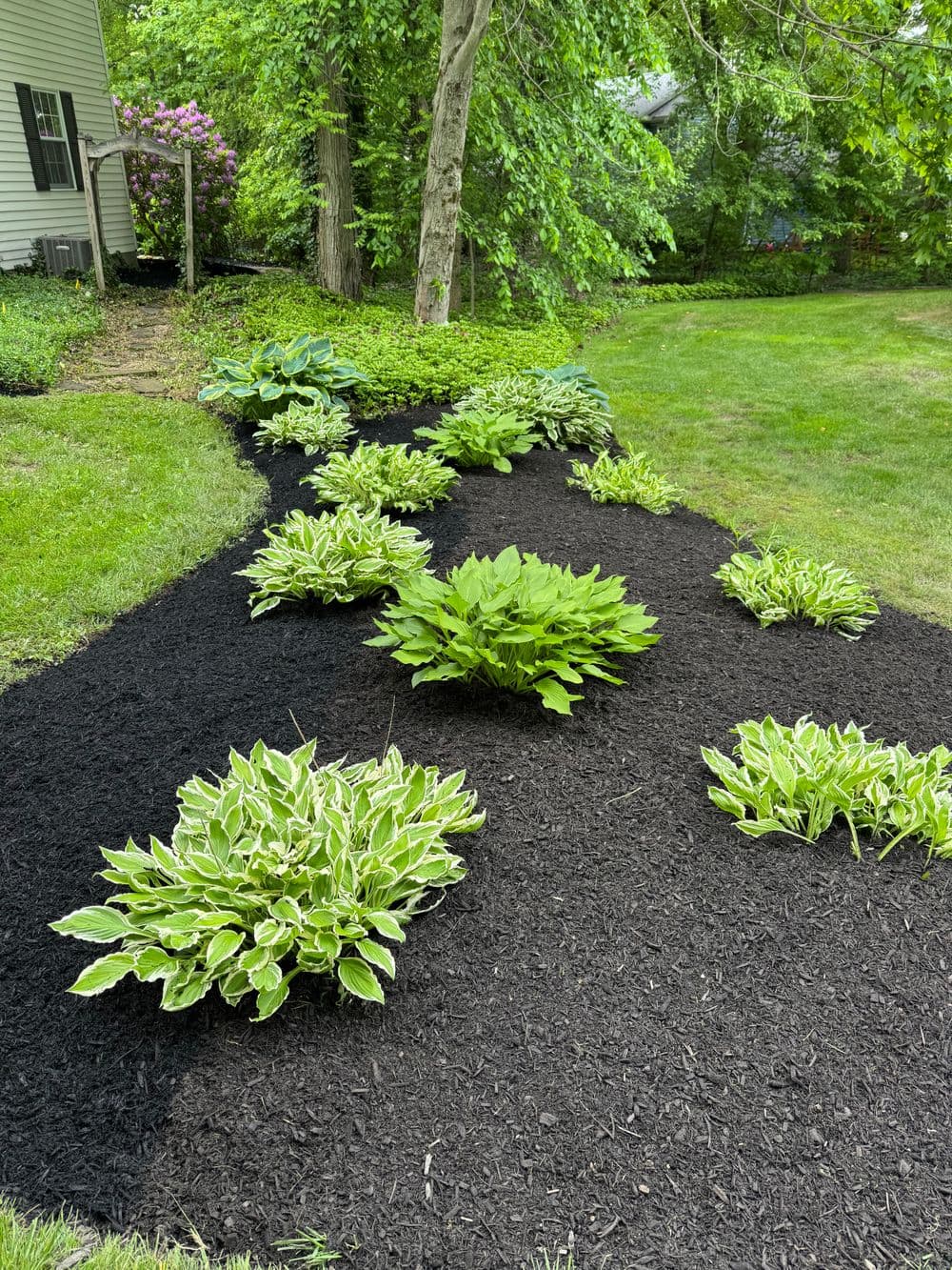 Lush green hostas in black mulch garden pathway surrounded by vibrant greenery.