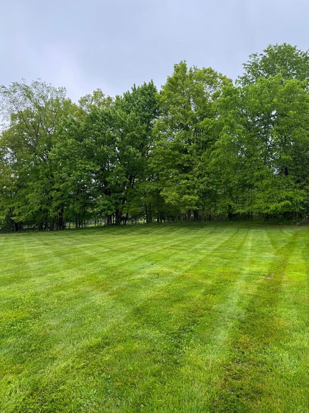 Lush green lawn with neatly striped grass and a backdrop of dense trees under a cloudy sky.