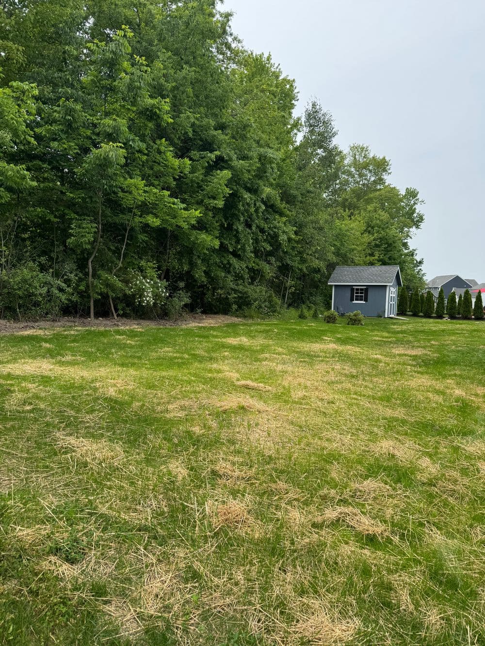 Lush green backyard with a shed and surrounding trees under a cloudy sky.